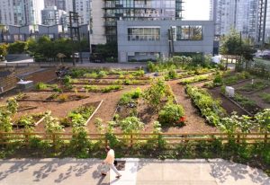 urban-agriculture-vancouver-downtown
